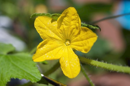 Around the Garden