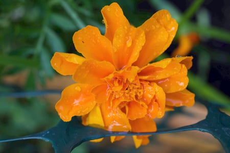 Canon EOS 7D Mark II · 35mm · f/5.6 · 1/125 · ISO 400