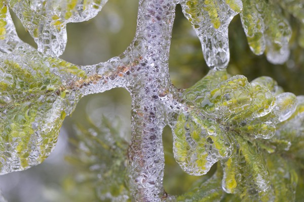 Bubbly Christmas Tree