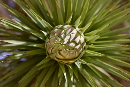 Joshua Tree