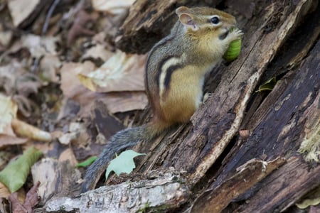Canon EOS 7D Mark II · 400mm · f/5.6 · 1/60 · ISO 2500
