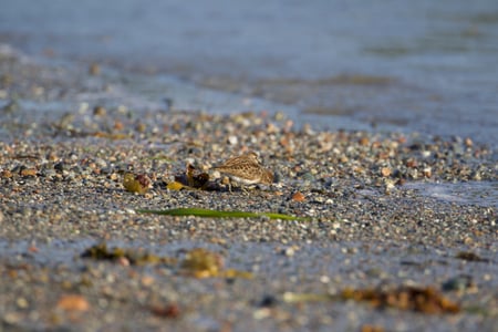 Canon EOS 7D Mark II · 400mm · f/5.6 · 1/400 · ISO 100