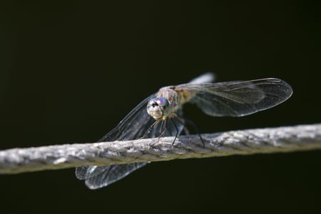 Canon EOS 7D Mark II · 400mm · f/5.6 · 1/160 · ISO 100