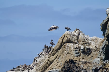 Canon EOS 7D Mark II · 400mm · f/5.6 · 1/2500 · ISO 320