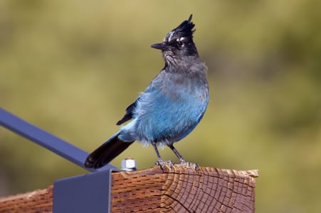 Canon EOS 7D Mark II · 400mm · f/6.3 · 1/1000 · ISO 400