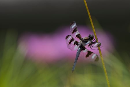 Canon EOS 7D Mark II · 400mm · f/5.6 · 1/640 · ISO 100