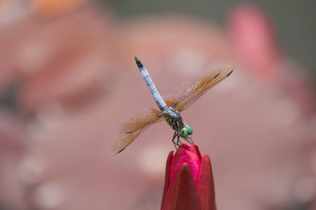 Canon EOS 7D Mark II · 400mm · f/5.6 · 1/500 · ISO 100
